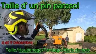 Taille d' un pin parasol/ Taille d' un châtaignier et haubanage d' un cerisier. Travaux à la maison