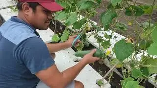 Cucumber and Melon under Kratky Method Hydroponics