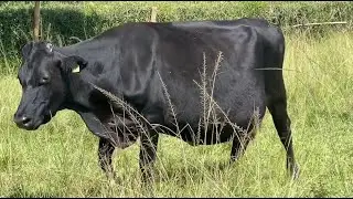 Молочные фермеры - технология RUMEN 8