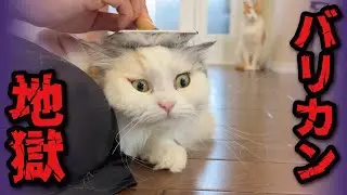 バリカン爪切り地獄の刑が執行されました…【関西弁でしゃべる猫】【猫アテレコ】