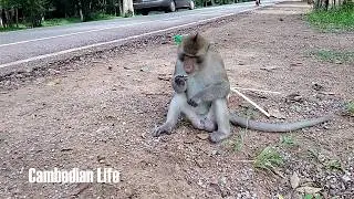 Amazing monkeys meeting beautiful girl near Angkor Wat - funny monkeys