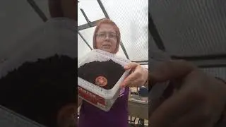 Odla tomatskivor med Malinmittimyllan