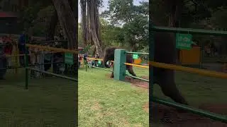 @Elephant whisperers fame Raghu@Mudumalai Elephant Nature camp