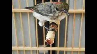 tiếng ốc mít mồi dụ bổi rừng cực nhạy cho anh em đi bẫy