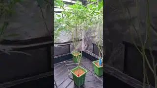 Growing in Coco.