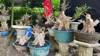 OBRAL KIMENG GABUNGAN AKHIR TAHUN ABANGKU😱😱😱 NOTA UWADEM POLL minat hub 085150612663