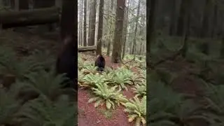 Hikers run into a brown bear on a trail in Washington state deep in the forest
