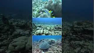 Maldives Tour Package 2026 | Private Beach Villa & Speedboat | Starrey Dream Travel