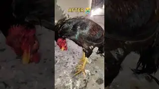 Ranikhet attack on my rooster 😭#assel #viral #ranikhet #disease
