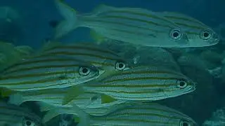 Caribbean Fish: Grunt family