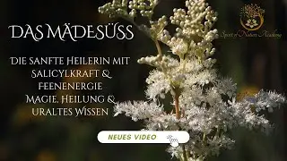 Das Mädesüß   Die sanfte Heilerin mit Salicylkraft & Feenenergie
