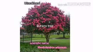 List of Indian State Trees.