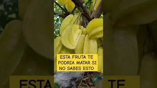 LA FRUTA ASESINA #huerta #frutas #plantas #carambola