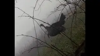2019 INSANE YOUTH TURKEY HUNT | WHAT A CIRCUS | TACTICAM 5.0