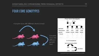 Four Core Genotypes &mdash; Sherri Lee Jones