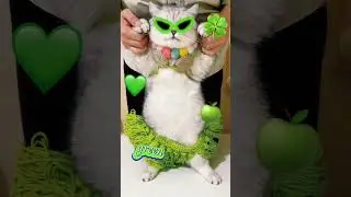 Fat cat dance funny moments #35 #fatcatbeats #catdance  #shorts