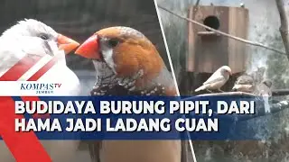 Dari Hama Sawah Jadi Ladang Uang, Petani Muda Sukses Ternak Burung Pipit