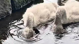 Pretty little Cygnets Swim over to the Black Ducks edge of the water / Seagulls and Crows love it