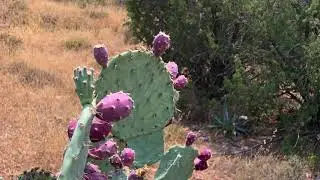 Prickly Pear Jam