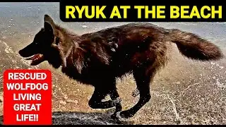 Ryuk at the Dog Beach - Rescued Wolfdog Living Great NEW LIFE!!