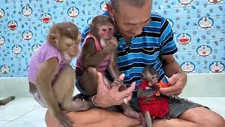 Grandpa takes care of monkey Sam , Asher , baby Bob eats papaya