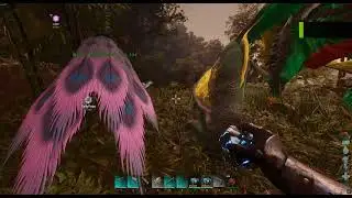 ARK:  Survival Ascended -  Imprinting a Gigantoraptor 2