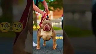 meilleur race de chien au monde et le plus gros