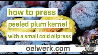 peeled plum kernel pressing with small cold oilpress - made in germany