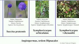 Angiospermas, ordem Dipsacales viburnum lonicera montana formosa canadensis albus angiosperms