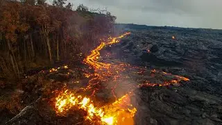 Lava Tree Molds
