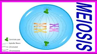 MEIOSIS PROCESS OF CELL DIVISION METAPHASE ANAPHASE ANIMATED DEMONSTRATION
