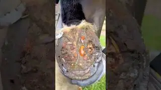 Extreme Hoof Transformation | Before & After- ASMR #shorts #asmr