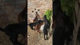 Cute Goat Kids Playing & Eating | Baby Goats Fun Farm Life 🐐#goatfarming #goatkids 