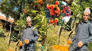 कृषि रिपोर्ट: गुल्मीका डिलारामले सुन्तला बेचेर ४ लाख कमाइ ।Sky online\Sunil Neupane\Krishi report 