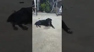 Dog sorrow #dog