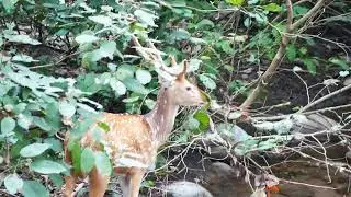 Spotted Deer | Ramnagar Jim Corbett National Park Buffer Zone Wildlife By Camera 4k Video In Hindi