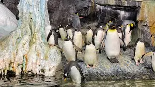 SeaWorld - обзор парка, стоит ли покупать pass 🎫