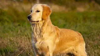 10 Must-Have Pet Products: Are You Giving Your Furry Friend the Best Care?