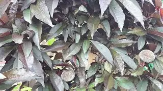 Update on my purple leaved bush peach