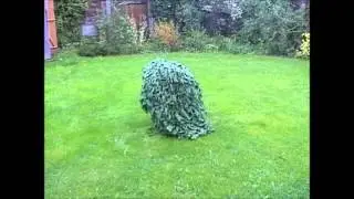 Discovery Thursday: Moving Shrub!