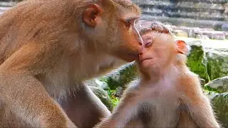 Monkey & Primates I So Great! Luna Very Sweet Care Leo, Lovely Baby Monkey I Baby Monkey New Version