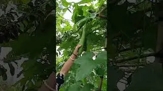 Gar be eating Luffa on trellis 09.11: enjoying rural life, gardening#rurallife #gardening #gardening