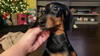 Dachshund enjoys cuddles and playtime Vlog 