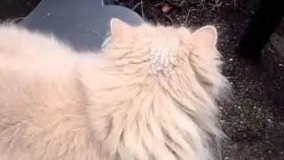 Chats Angora