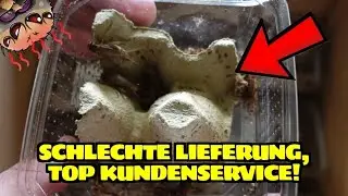 Kerf Futterinsekten bestellt: Erst entt&auml;uscht &ndash; dann top Kundenservice!