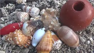 Following in the footsteps of backpackers as they collect seashells