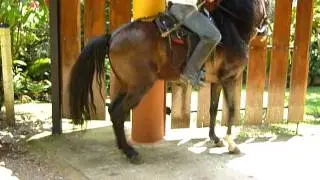 Caballo costarricense de paso