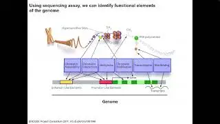 Chromatin state annotation of cis-regulatory elements in... - Marjan Farahbod - RSG - RSGDREAM 2022