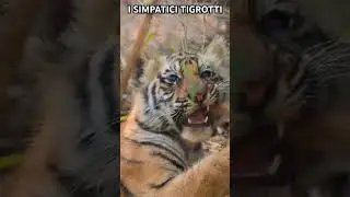 🌎 I Tigrotti: Il Fascino dei Cuccioli Selvaggi!      #animals #nature #fauna #cute