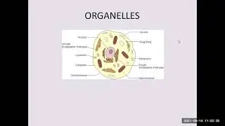 CLASS 8 BIOLOGY CHAPTER 8 CELL STRUCTURE AND FUNCTION